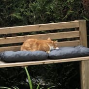 DizCat