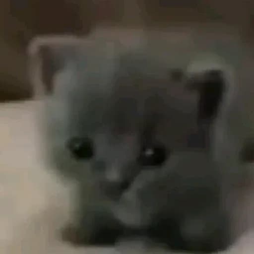'Shivada